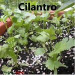 cilantro cover