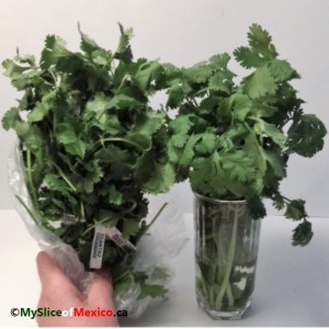 cilantro vase logo