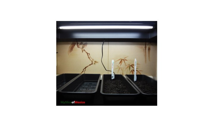 spring gardening - starting seed indoors