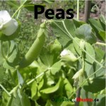 peas cover