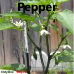 pepper cover