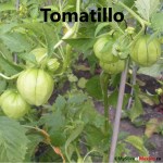 tomatillo cover