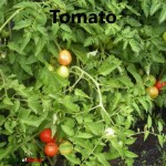 tomato cover