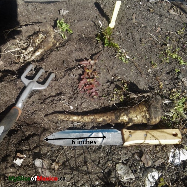 tools and harvest parsnip logo