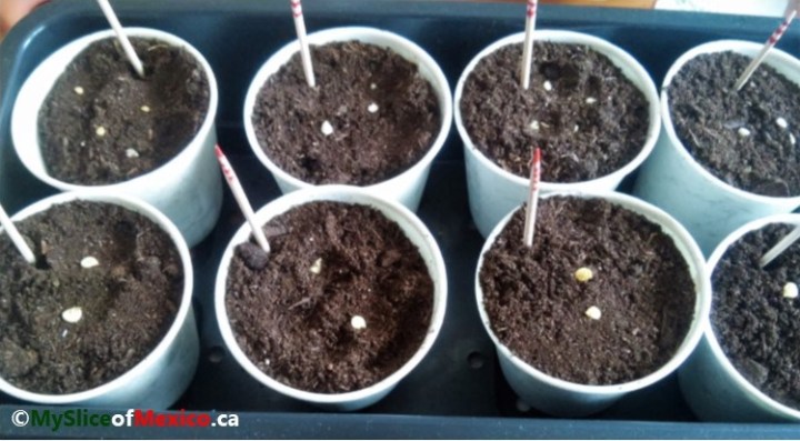 08 seed cups for grow light kit method