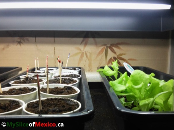 09 grow light April 7 2018