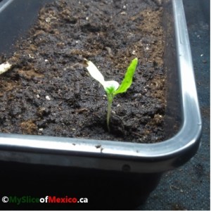 11 eggplant seedling started on March 25 now it is April 7 2018