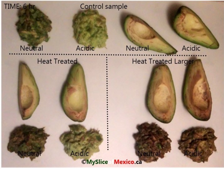 11 six hours enzymatic browning avocado logo