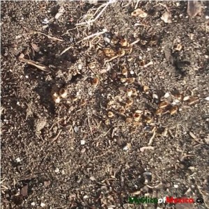 asparagus frozen ground logo