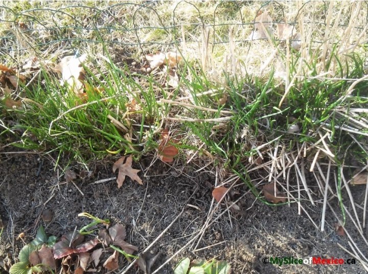 chives in spring logo