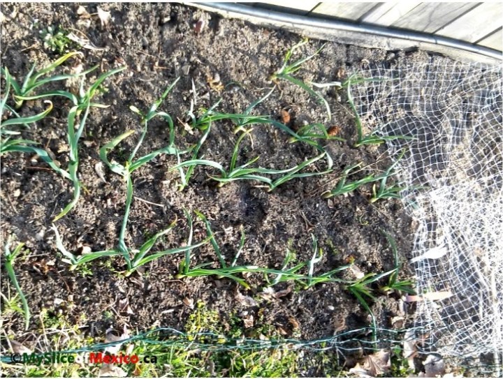 green garlic in the spring logo