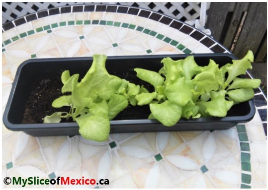 lettuce seedlings April 19 2018 My Slice of Mexico
