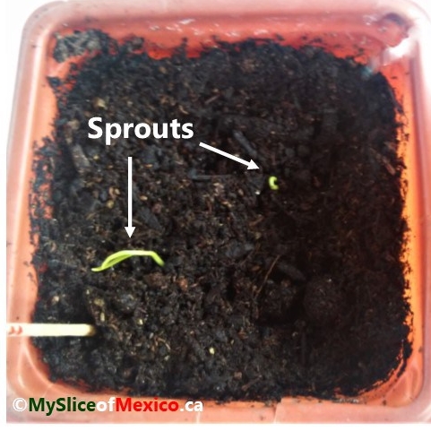 Serrano pepper April 21 2018 My Slice of Mexico