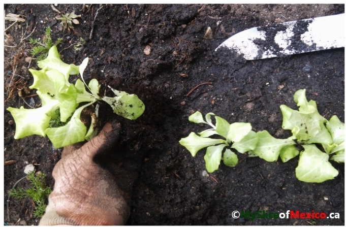 transplanting lettuce April 21 2018My Slice of Mexico