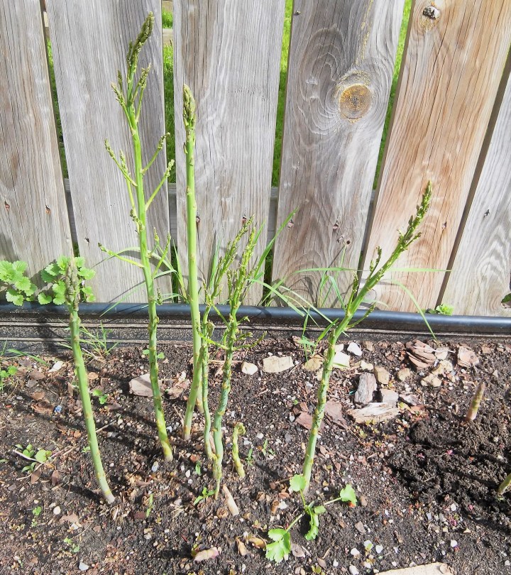asparagus opening tips