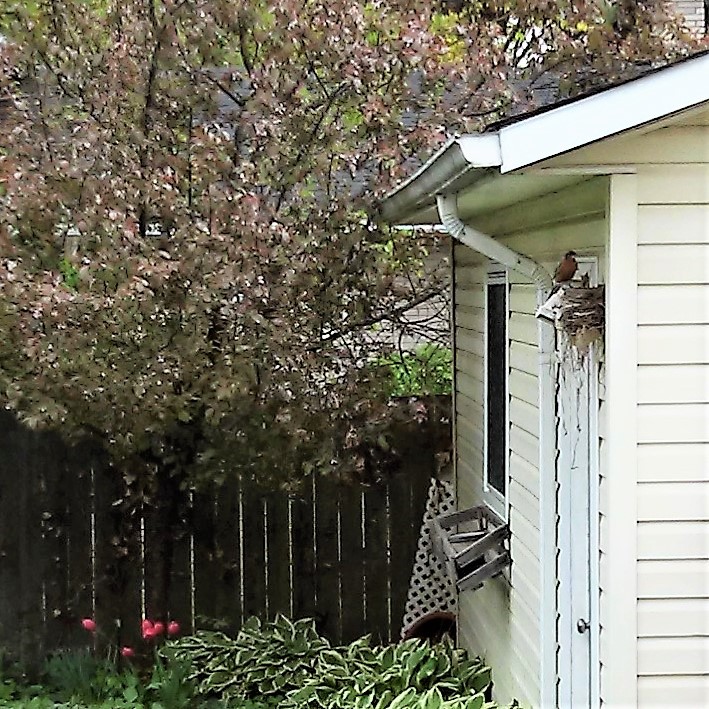 baby robin opening beak