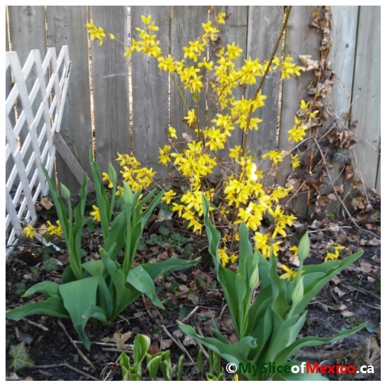 forsythia and tulips May 2018
