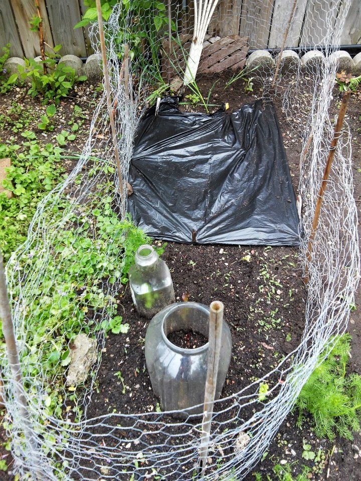 lettuce beds, chicken wire fence and cloches.jpg