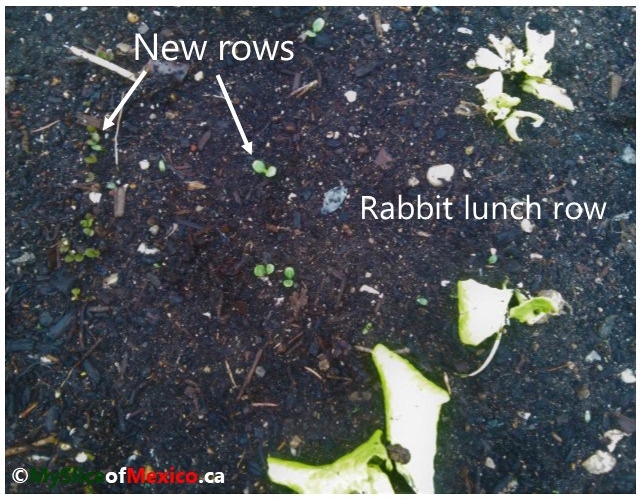 lettuce second crop May 4 2018 My slice ofmexico