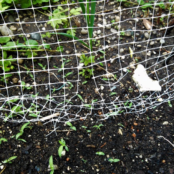 mesh chewed by rabbits.jpg