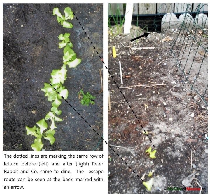 rabbits ate lettuce May 2 2018 my slice of mexico