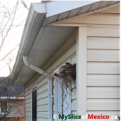 robin nest may 2 2018 my slice of mexico