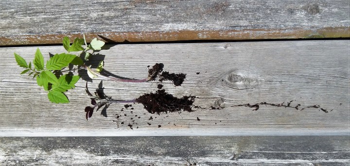 root comparison of tomato seedlings