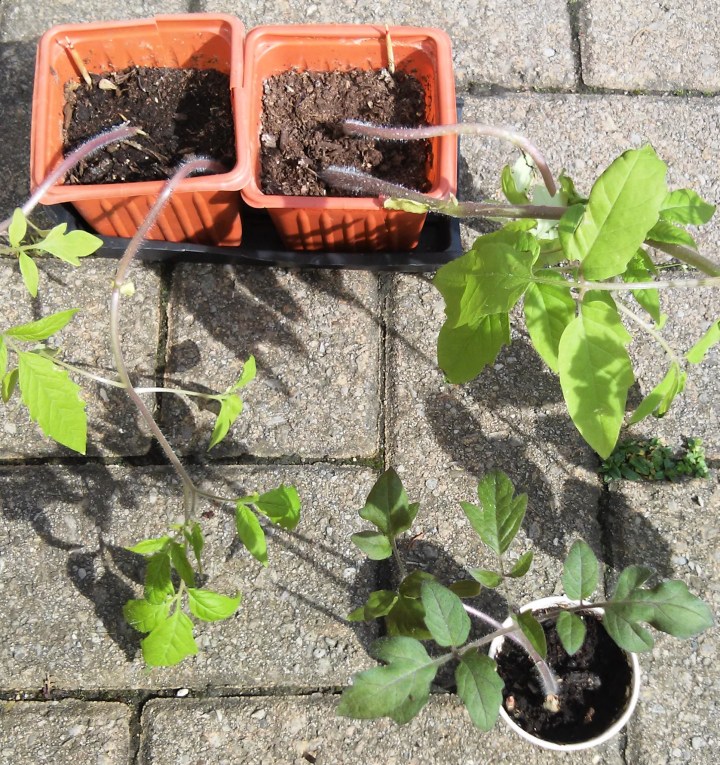 tomato seedling comparison