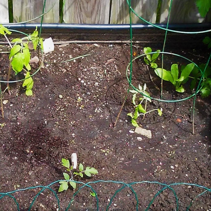 tomatoes transplanted to the ground