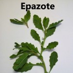 epazote cover