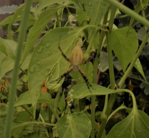 garden 2015 Black and Yellow Garden Spider