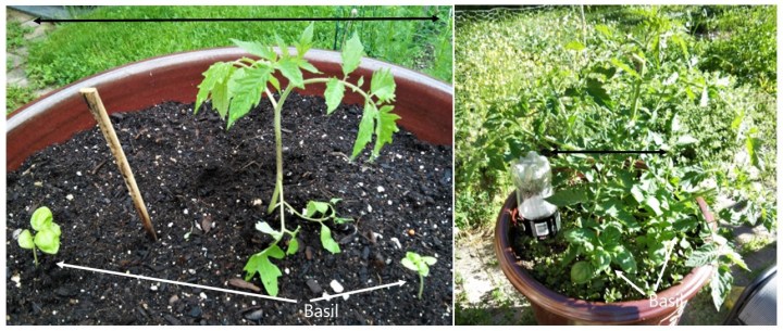 june 1 to 14 comparison tomato and basil