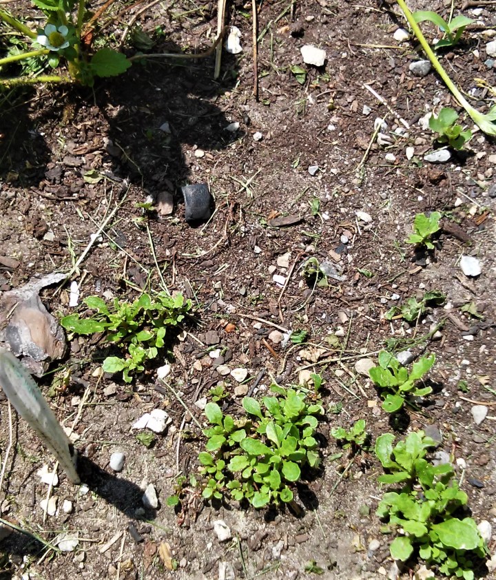 June 2018 Epazote sprouts