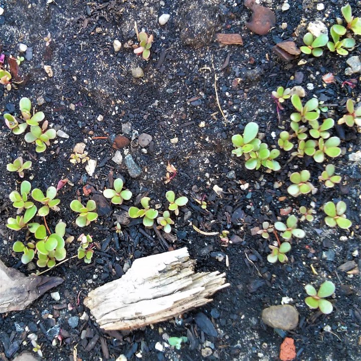 June 2018 purslane sprouts
