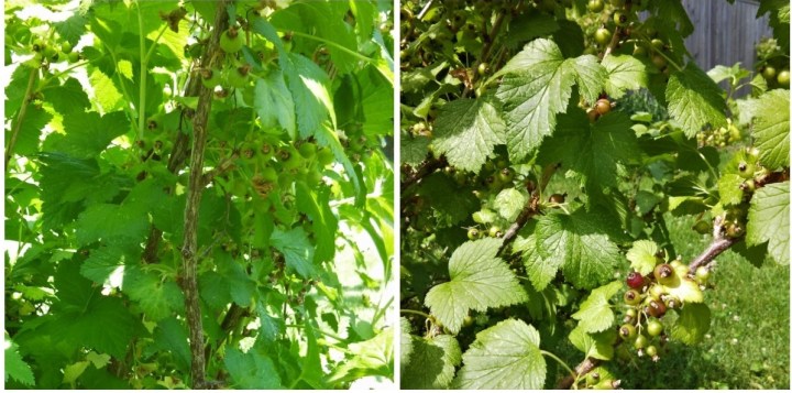 June comparisons black currants