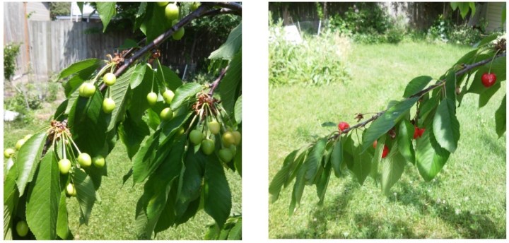 June comparisons cherries