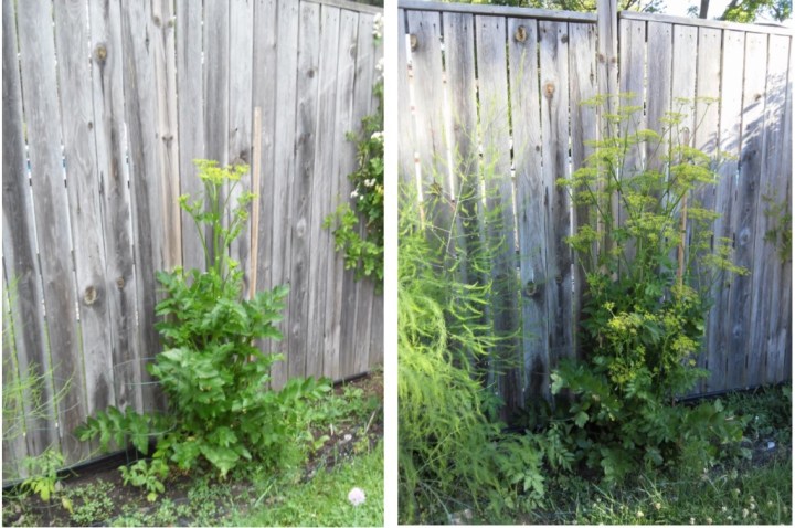 June comparisons parsnip