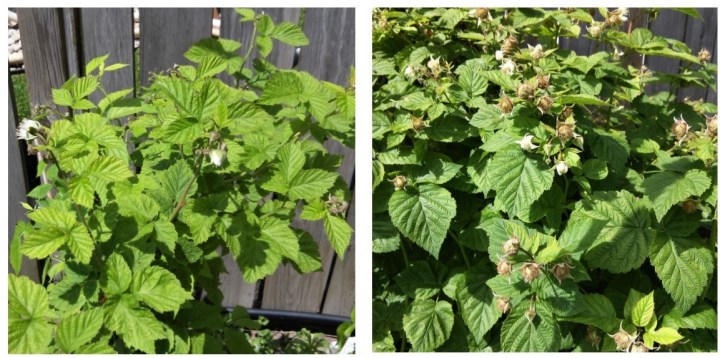 June comparisons raspberries