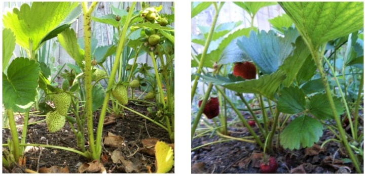 June comparisons strawberries