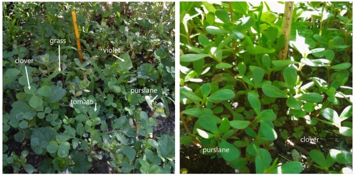 June comparisons weeds invasive and edible
