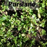Purslane My Slice of Mexico