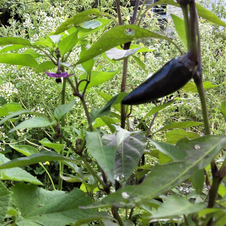 Black Hungarian blossom and pepper