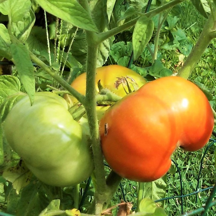 Brandywine tomatoes