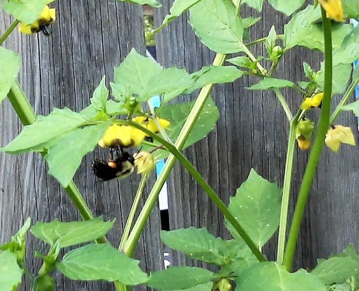 bumble bee releasing pollen from tomatillo flower