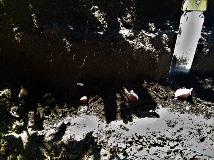 cloves pointing up four inches apart and four inches deep