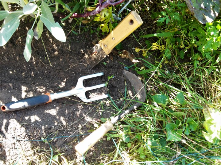 cultivating soil for garlic crop