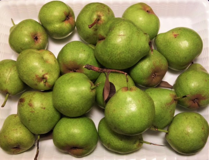 free pears from Toronto street tree