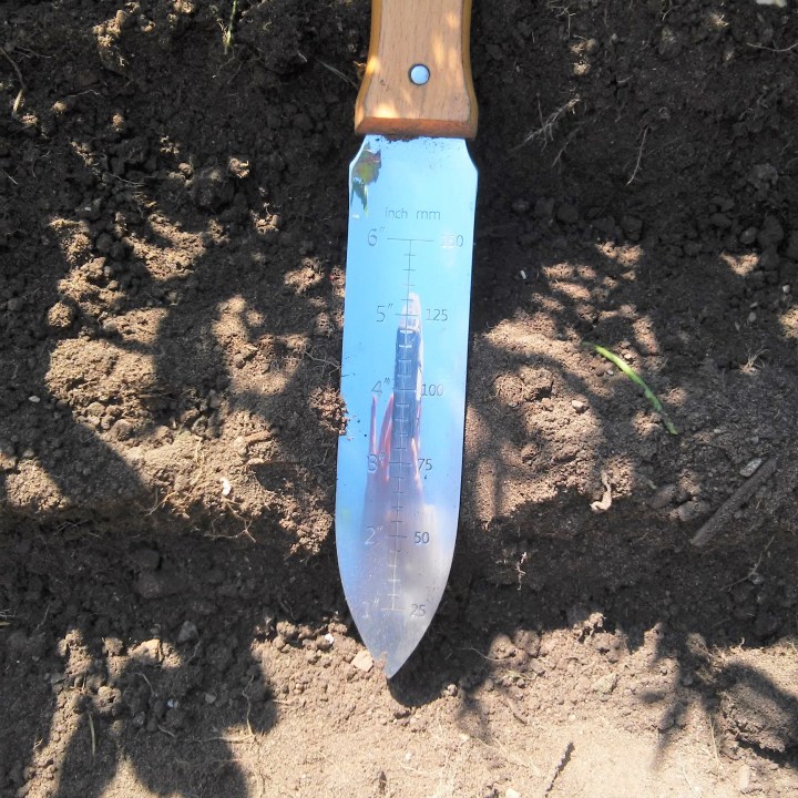 rows six inches apart