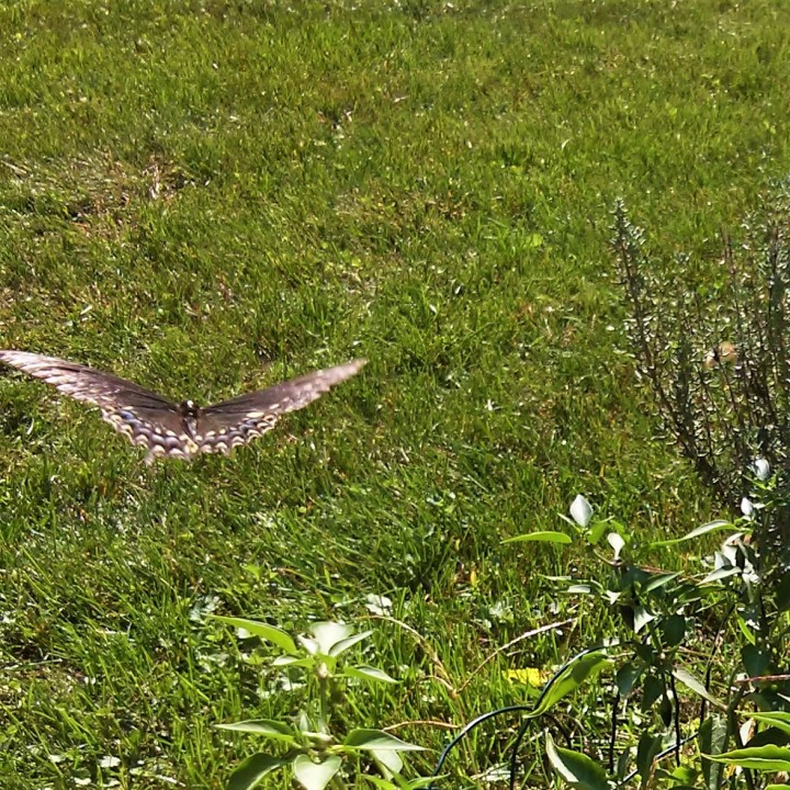 Swallowtail butterfly flying away 3