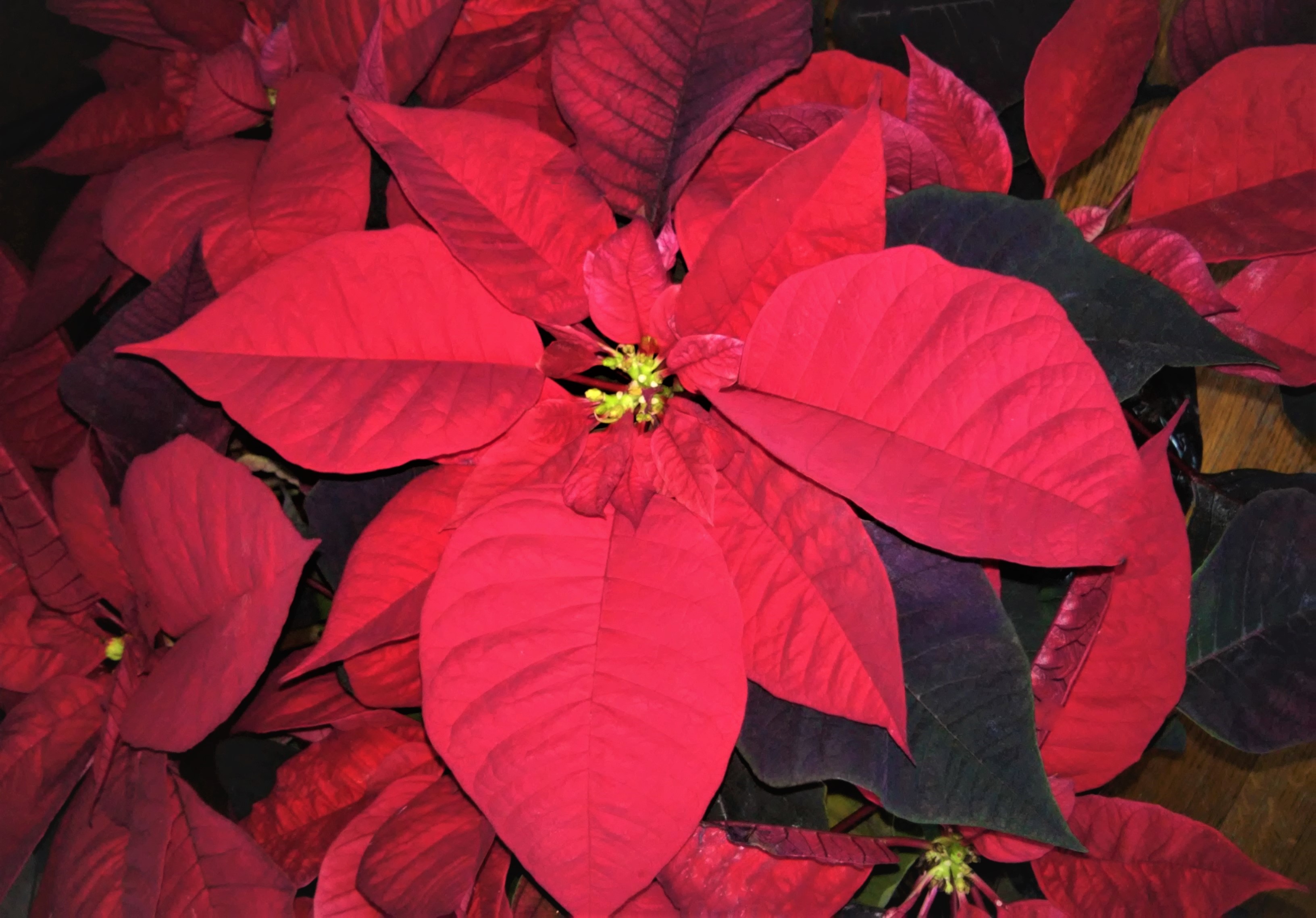 Poinsettias – From Tribute to Christmas Flower – My Slice of Mexico